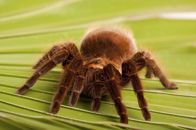 Djur på Lidingö: Spindlar