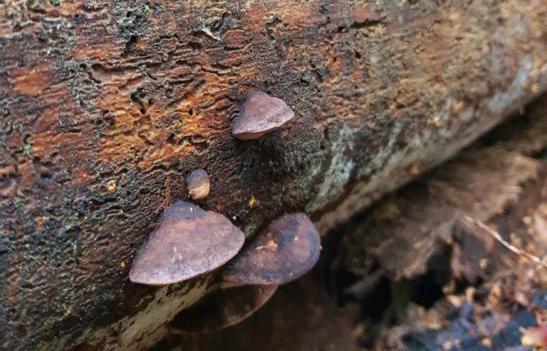 Sällsynt svamp funnen i skyddsvärd skog på Lidingö