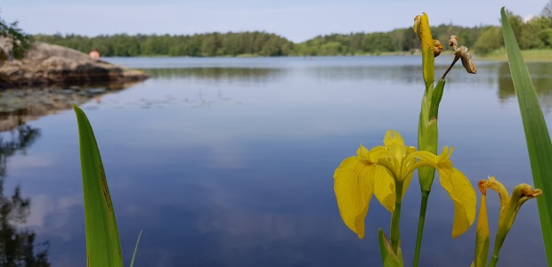 Växter på Lidingö: Gul svärdslilja