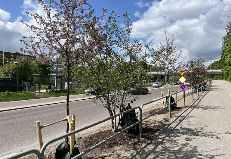 Ännu mer grönska längs Södra Kungsvägen